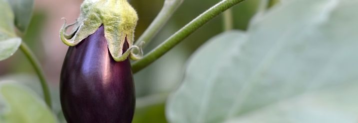 kleine Aubergine wächst an Pflanze